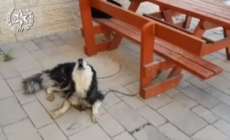哈士奇
