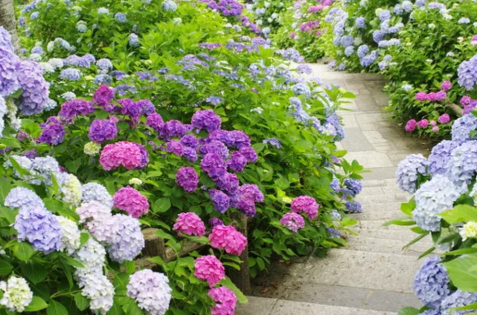 绣球花