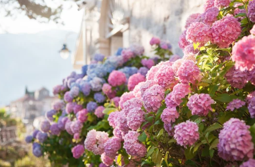 绣球花