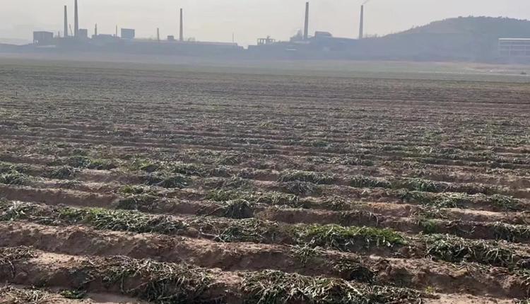 辽宁葫芦岛化工厂污染 村民举报上百人患癌或死亡