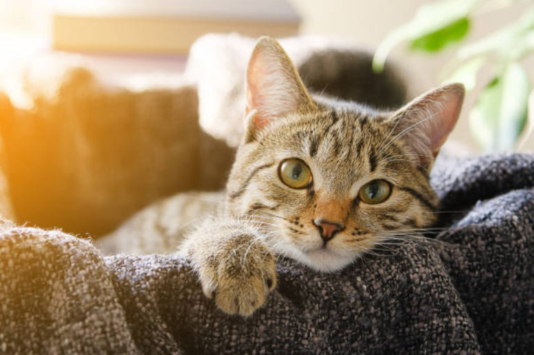 猫猫