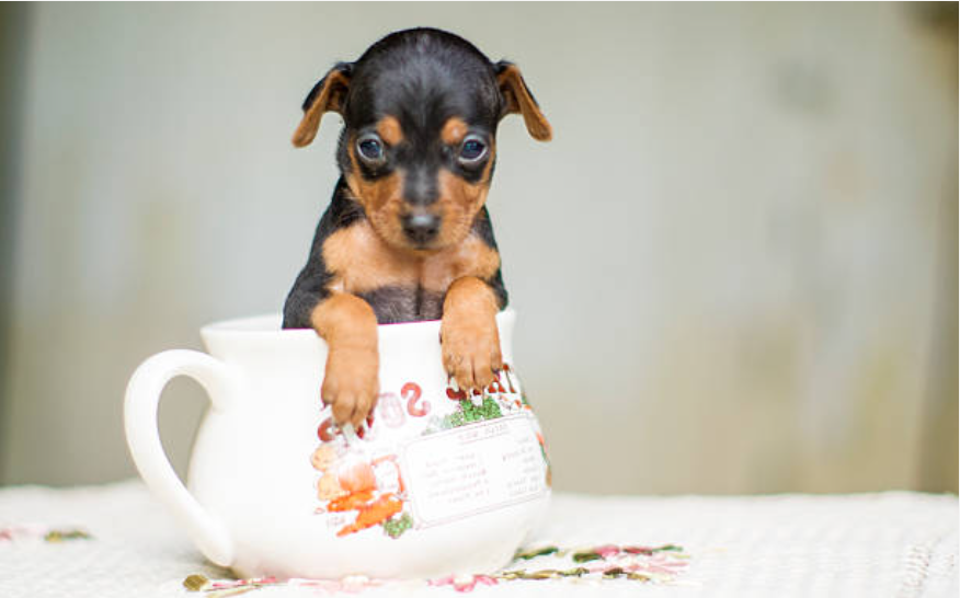 茶杯犬