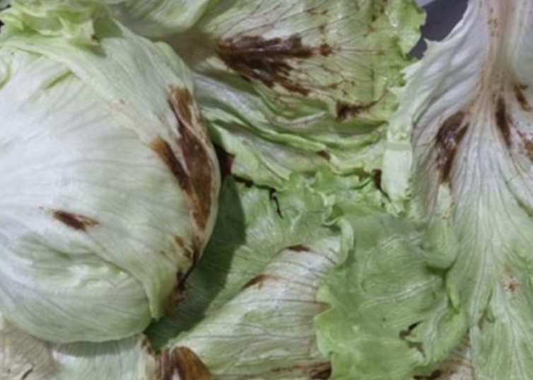 腐烂的生菜。
