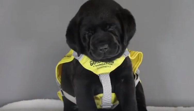 导盲幼犬