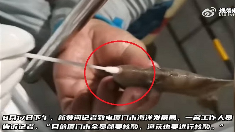 厦门奇葩事 鱼虾也要做核酸 网友：鱼虾没有肺吧！