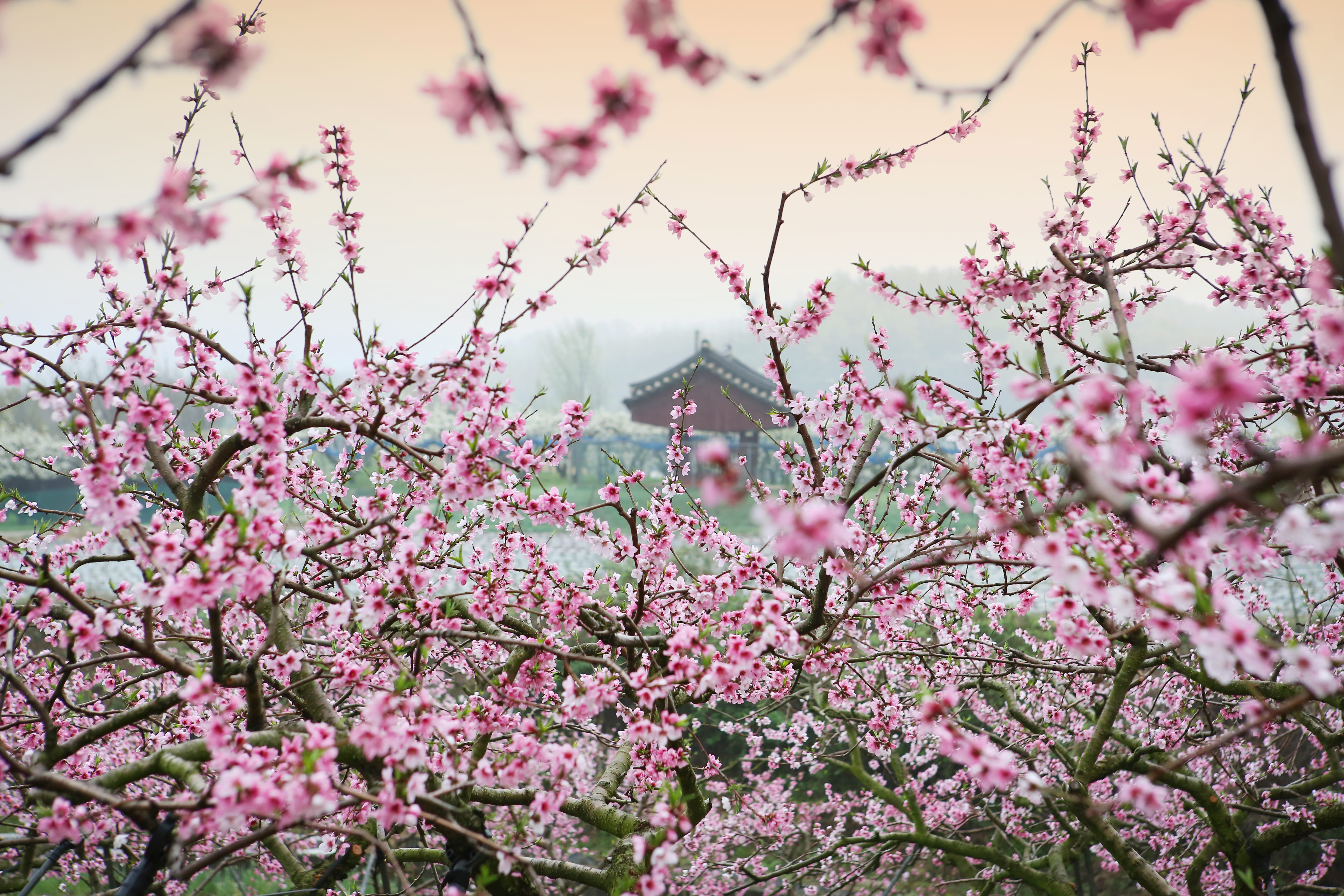 桃花