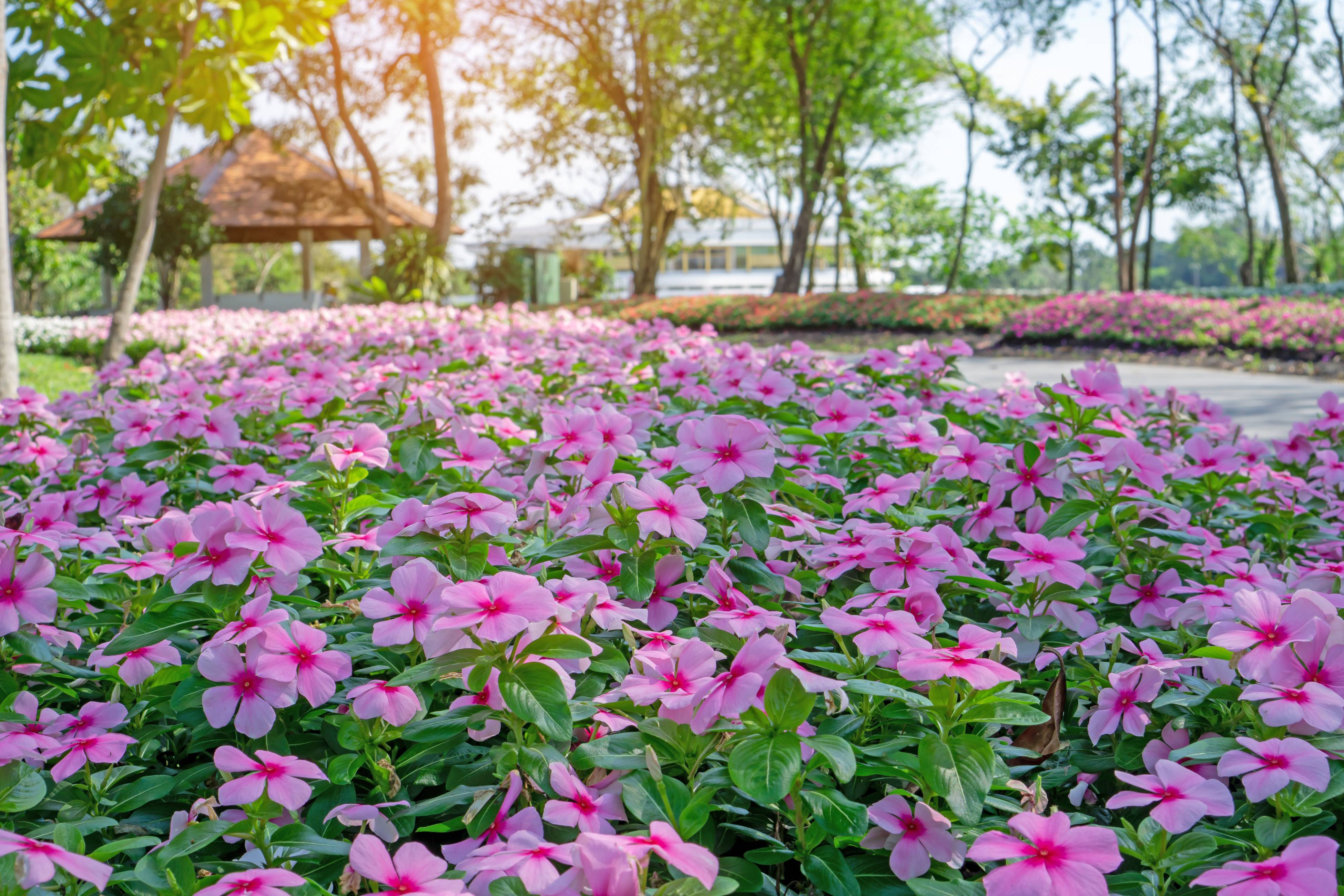 花