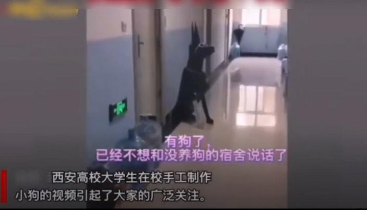 精神压力太大？疫情封禁下的中国大学生养“纸盒狗”