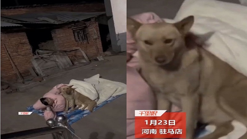 河南18岁女孩被赶出家门，只能与狗睡。