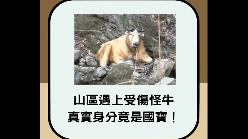 羚牛