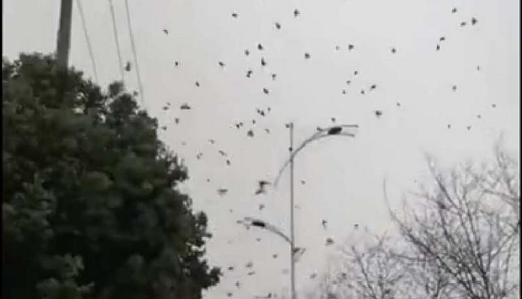 网传四川成都街头2月9日出现群鸟撞树