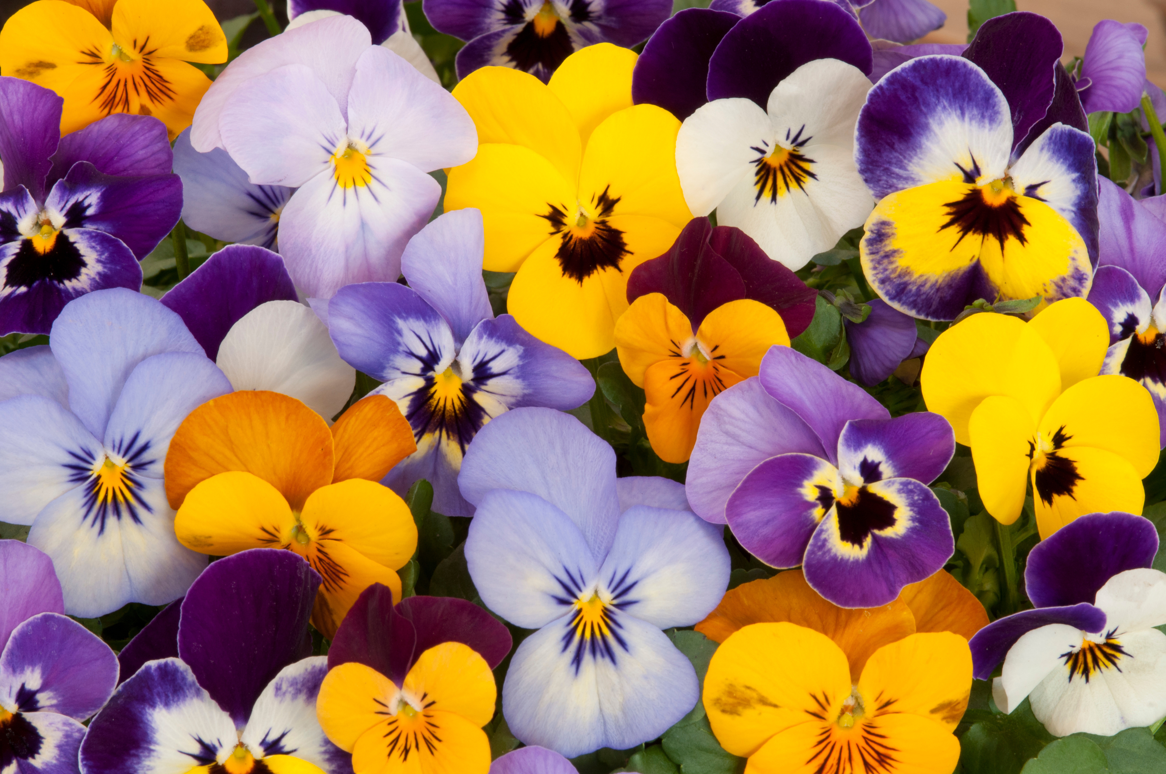 蝴蝶花