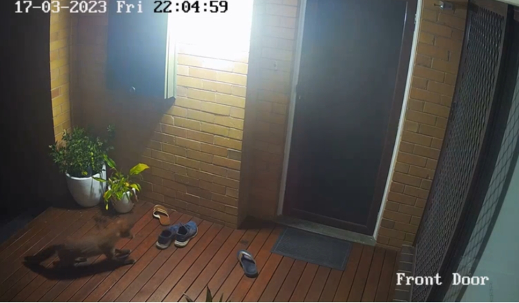 放在门口的鞋多次被盗 小偷居然是它！ - 澳洲看新闻网 最新澳洲新闻 | 中国新闻 | 港台新闻 | 国际新闻