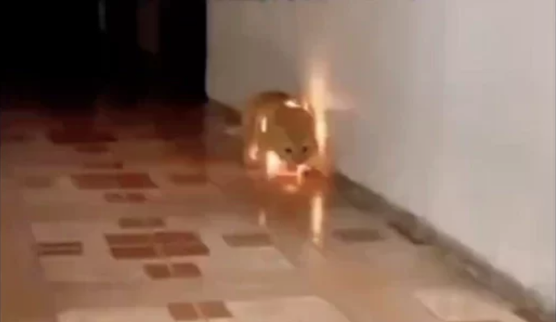 閃閃發光的貓