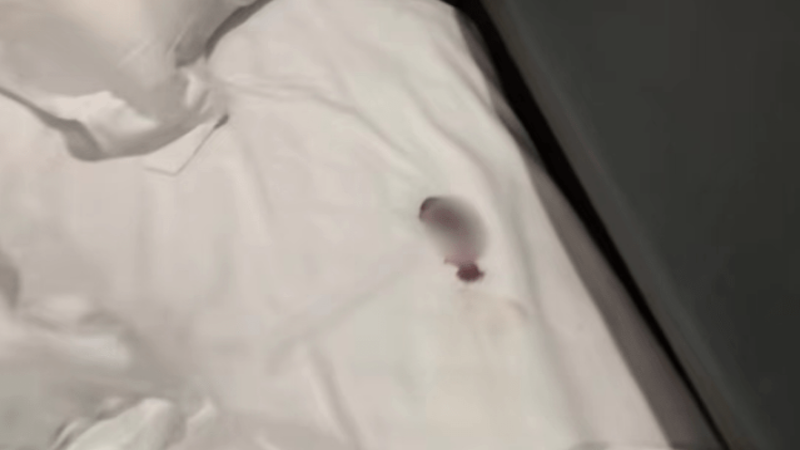枕头下死老鼠仔