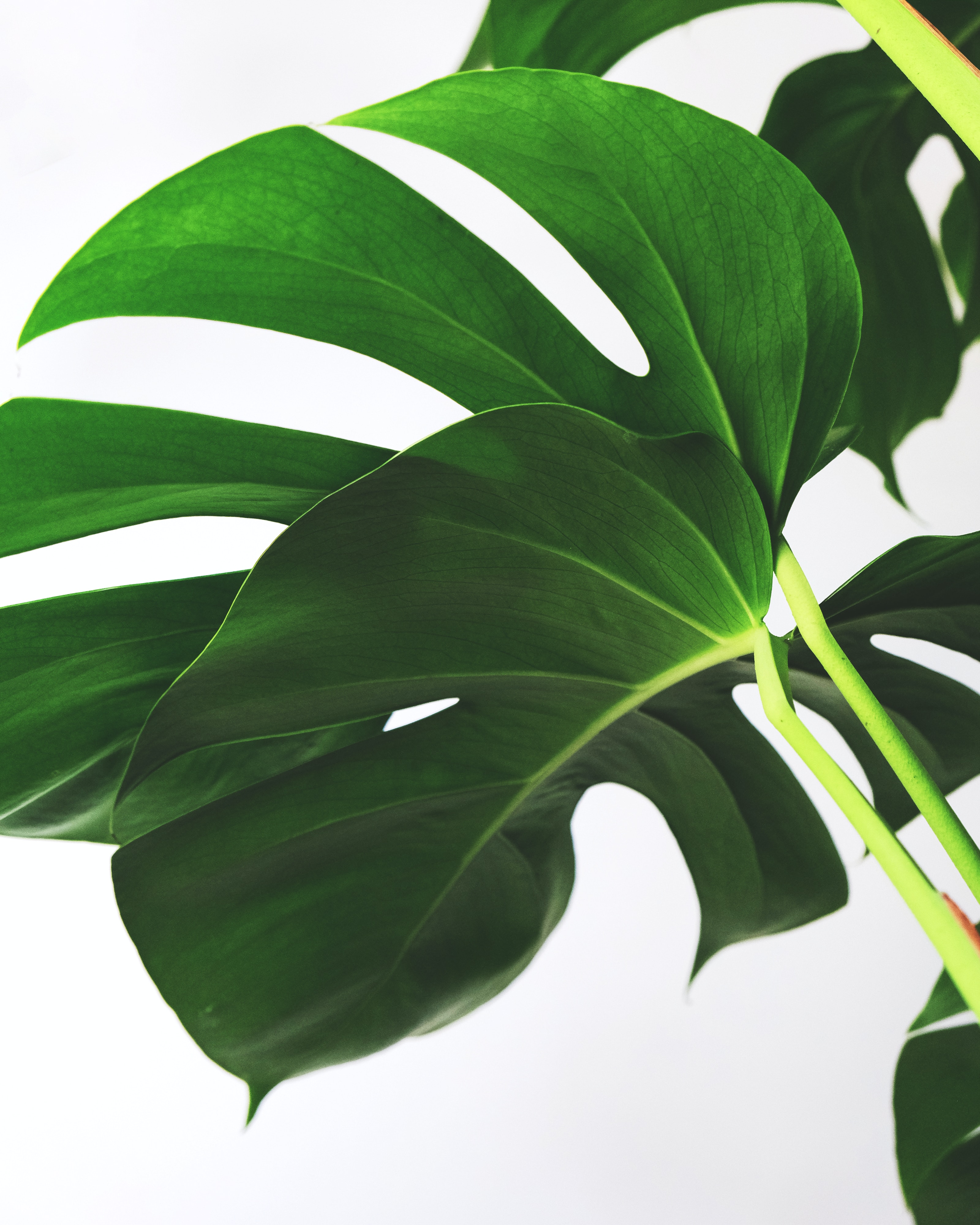 植物竟然会哭