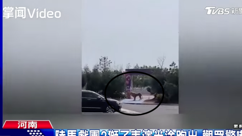河南马戏团两头狮子突然逃出铁笼