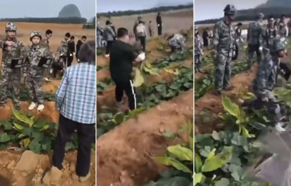 网络视频显示"农管"损毁农民种植的烟草、蔬菜等。