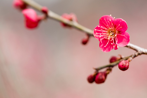 梅花