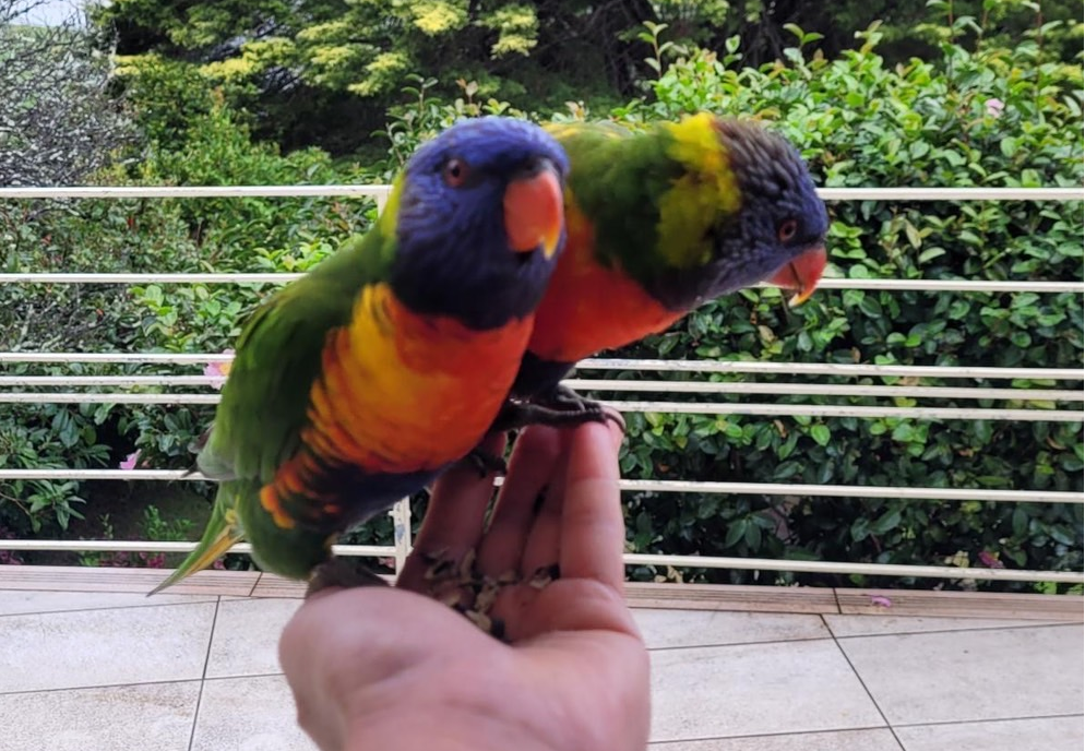 鹦鹉