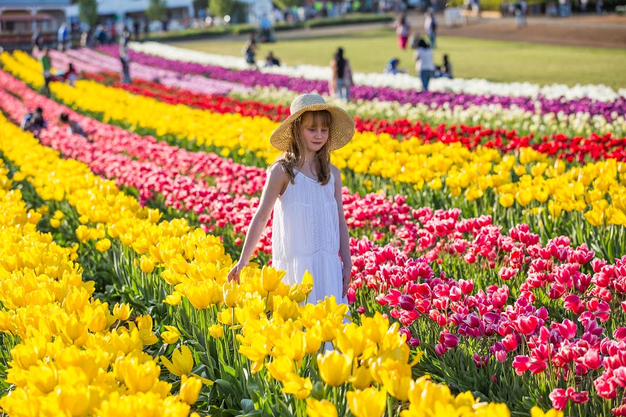 Tesselaar Tulip Festival