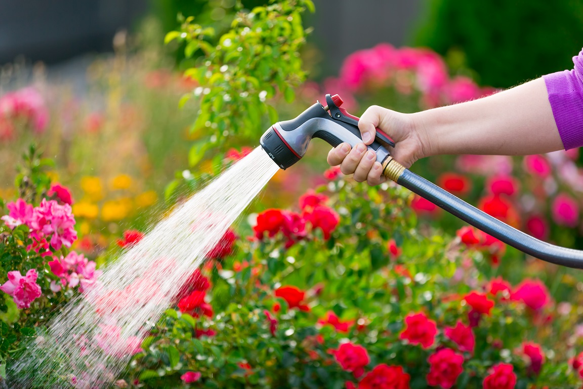 watering garden