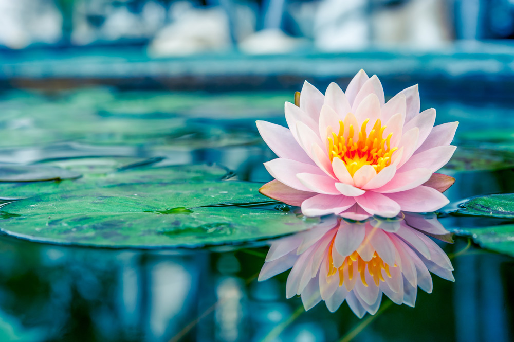 lotus