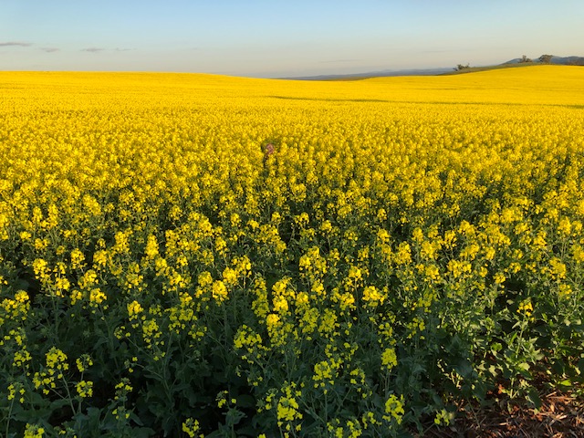 Cornella Canola Walk