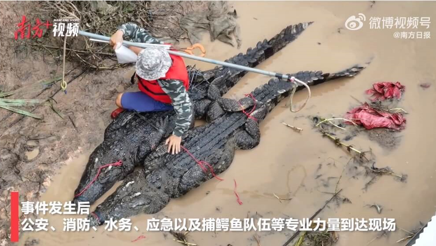 鳄鱼