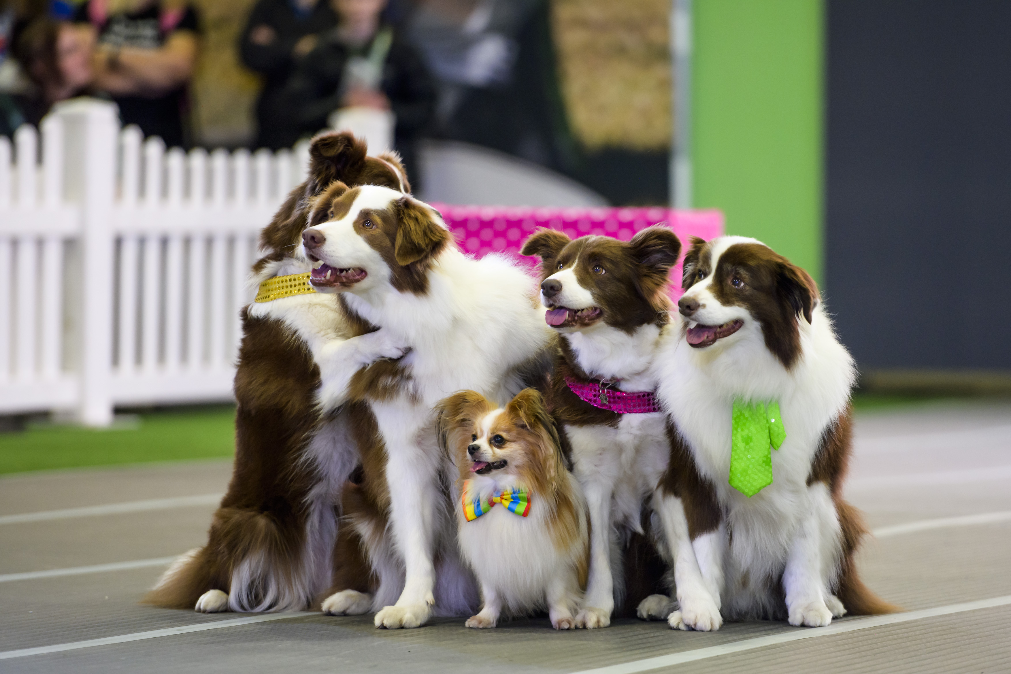 dogloversfestival23