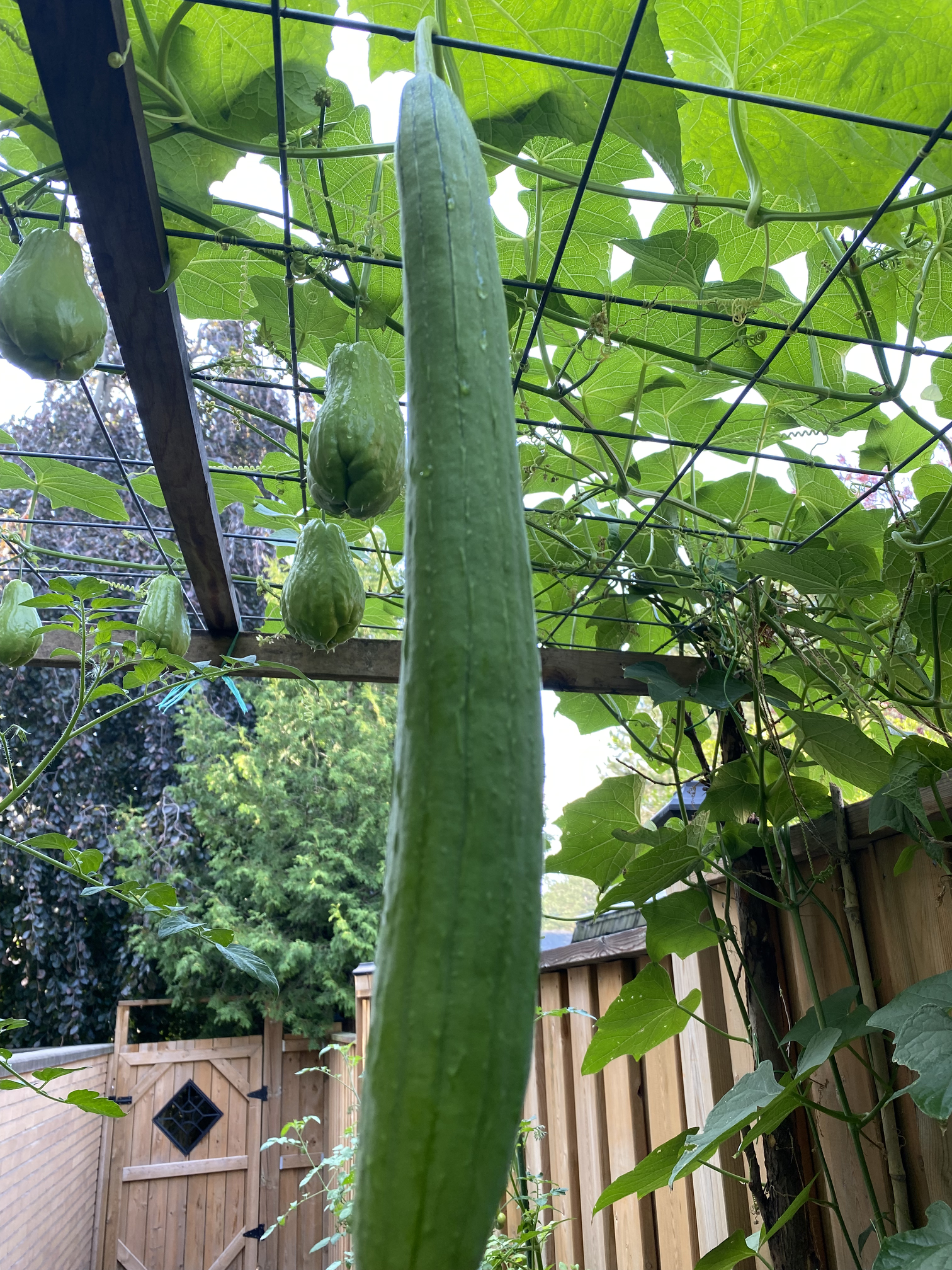 garden