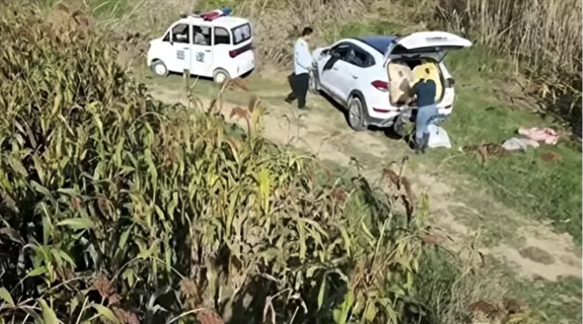 河南执法人员开巡逻车带人偷高粱