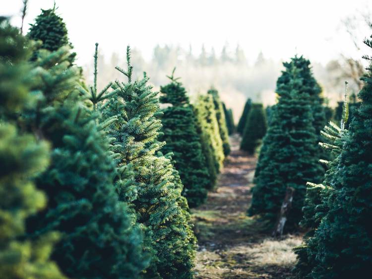 Christmas tree