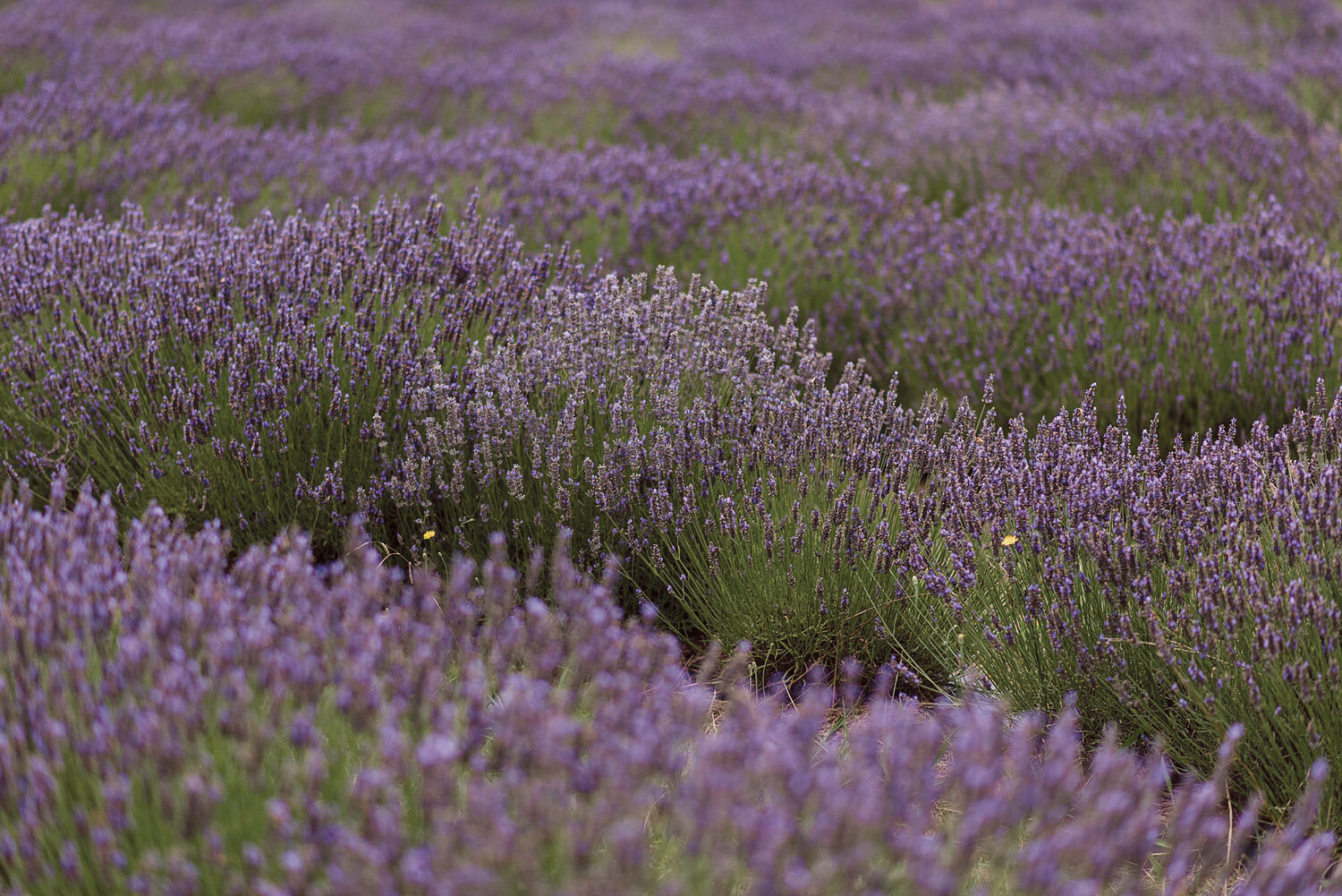 Red Hill Lavender Farm & Distillery