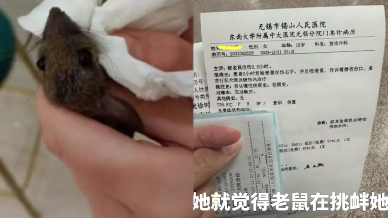 陆女被老鼠咬伤 竟反咬老鼠一口