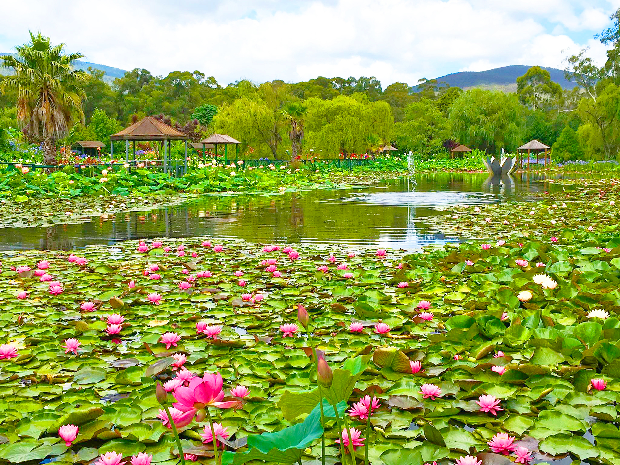 Blue Lotus Water Garden