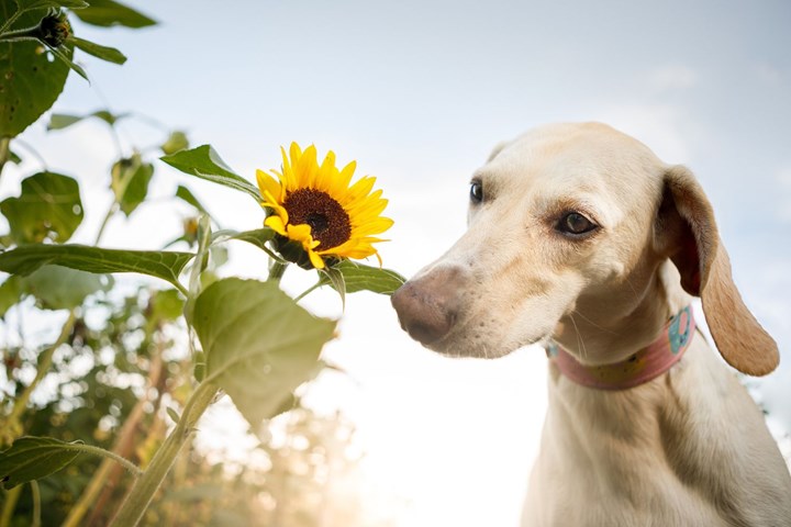 dog