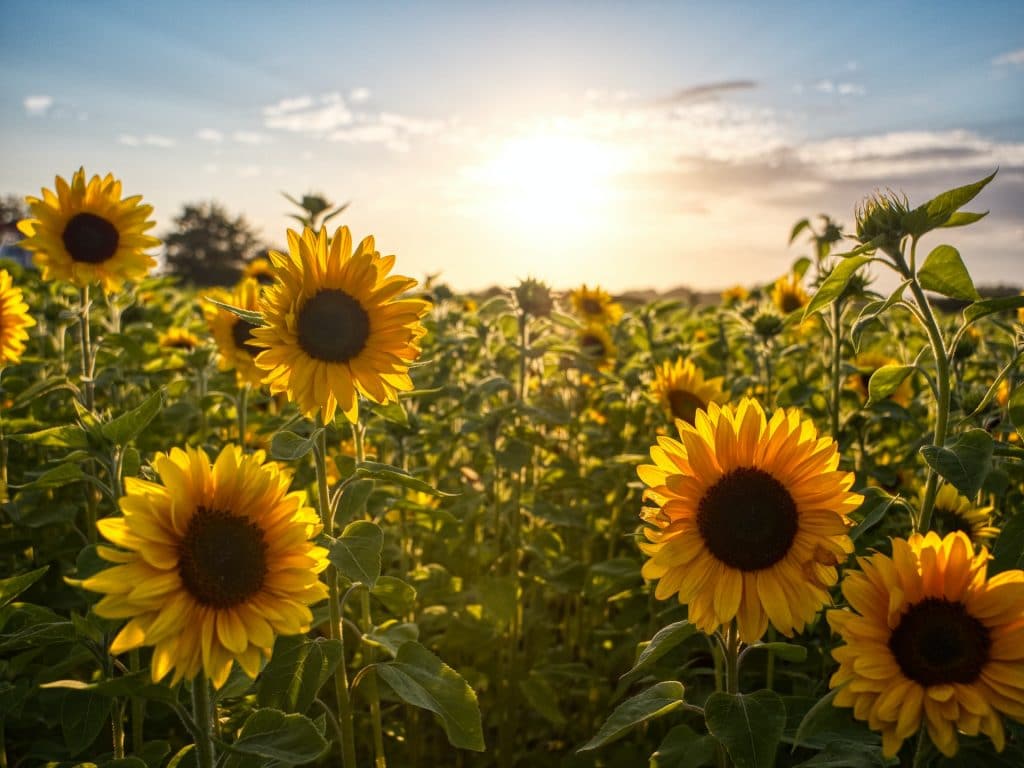 sunflower