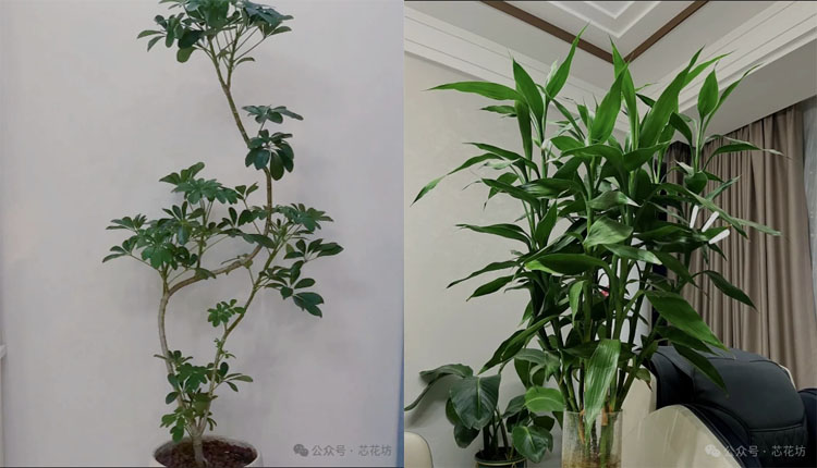 网络图片