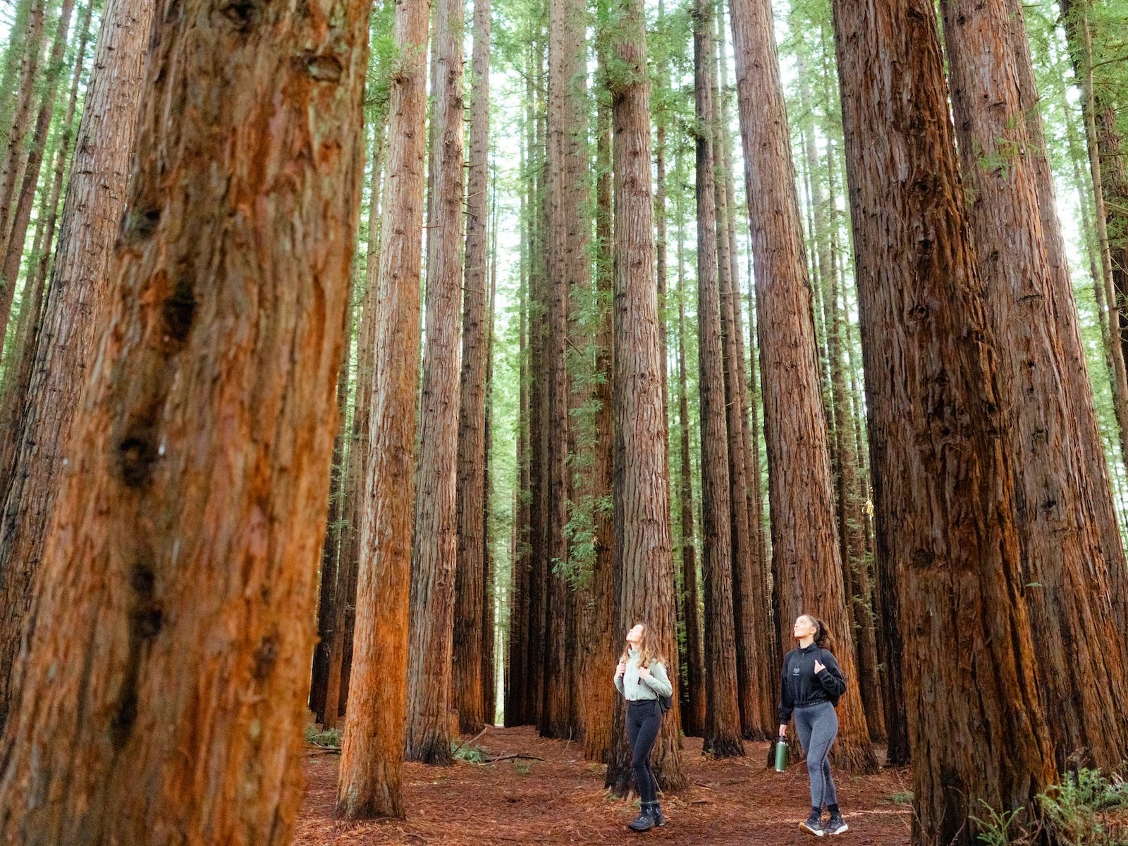 Redwood Forest