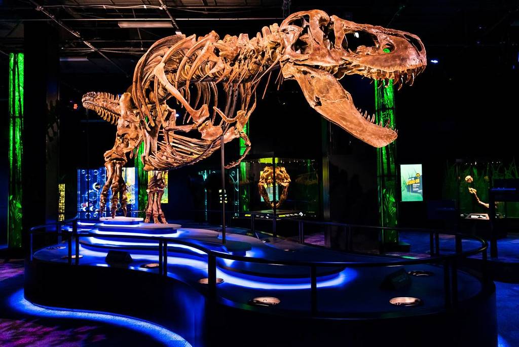 Victoria the T. rex