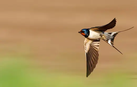 swallow