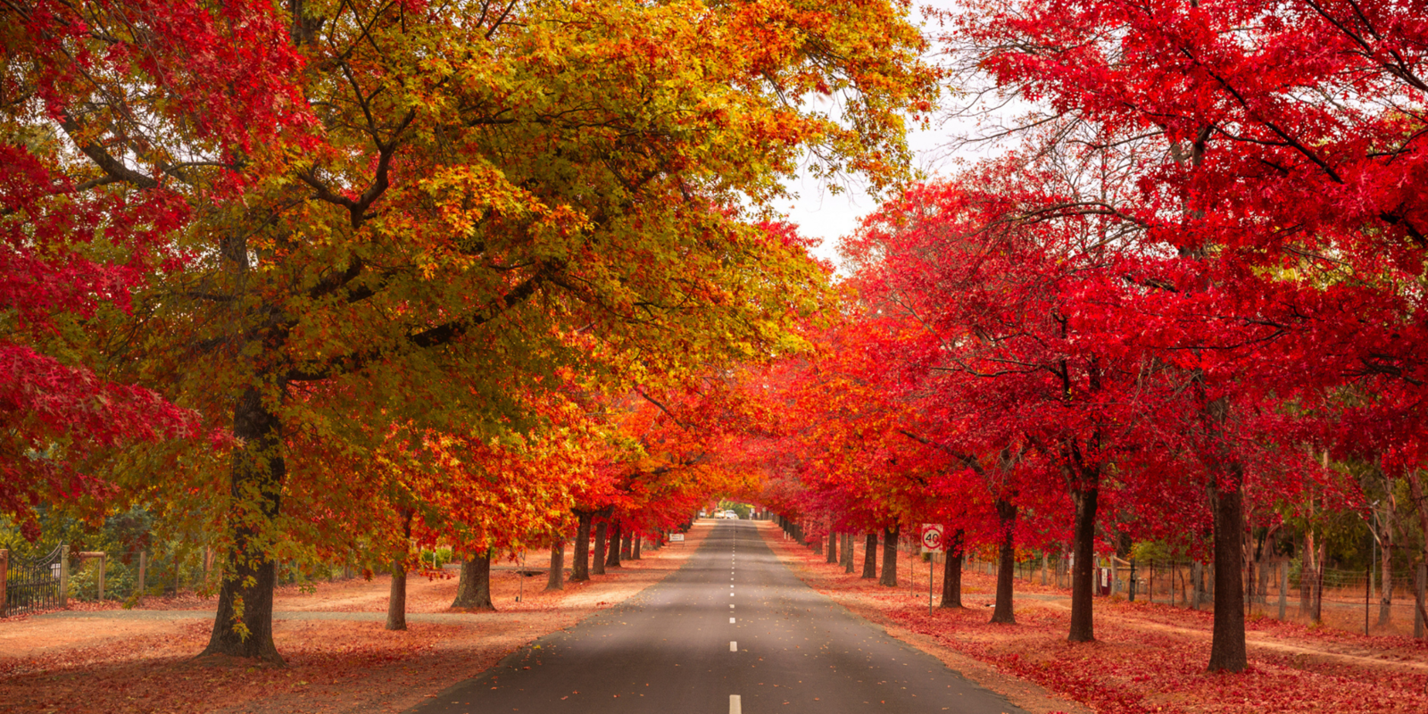 Macedon Ranges Autumn Festival
