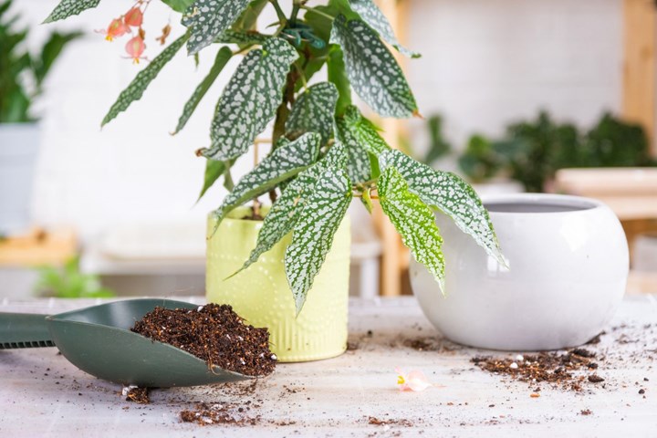 indoor plants