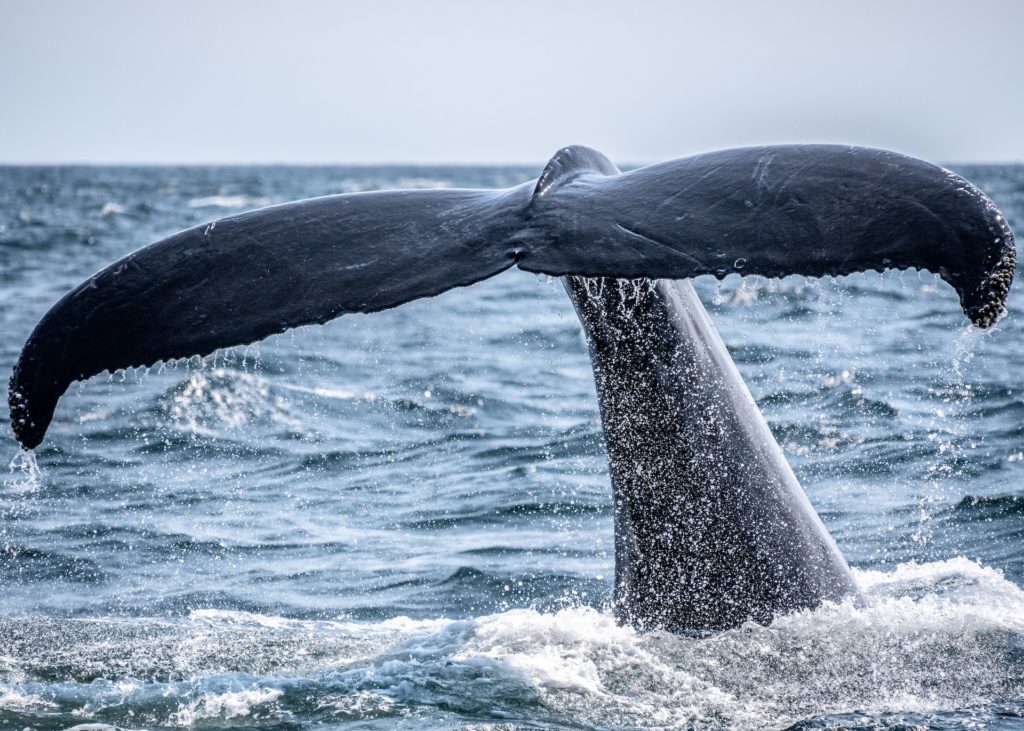 whale watching