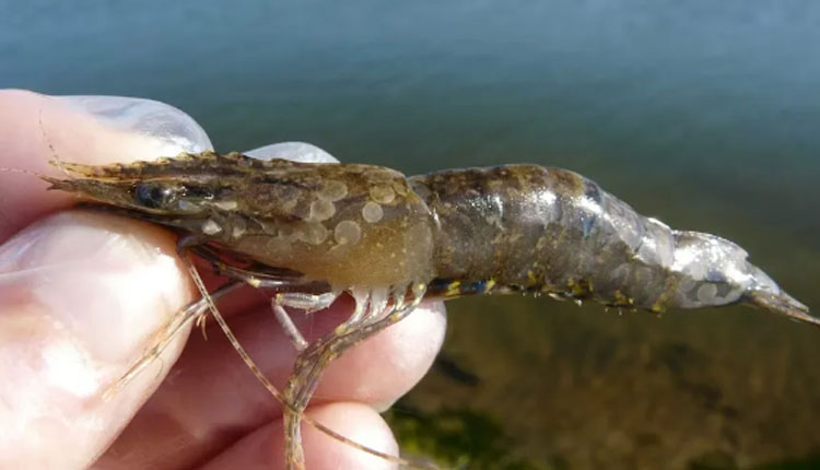 悉尼华人注意！海鲜检测出病毒！紧急生物安全令！