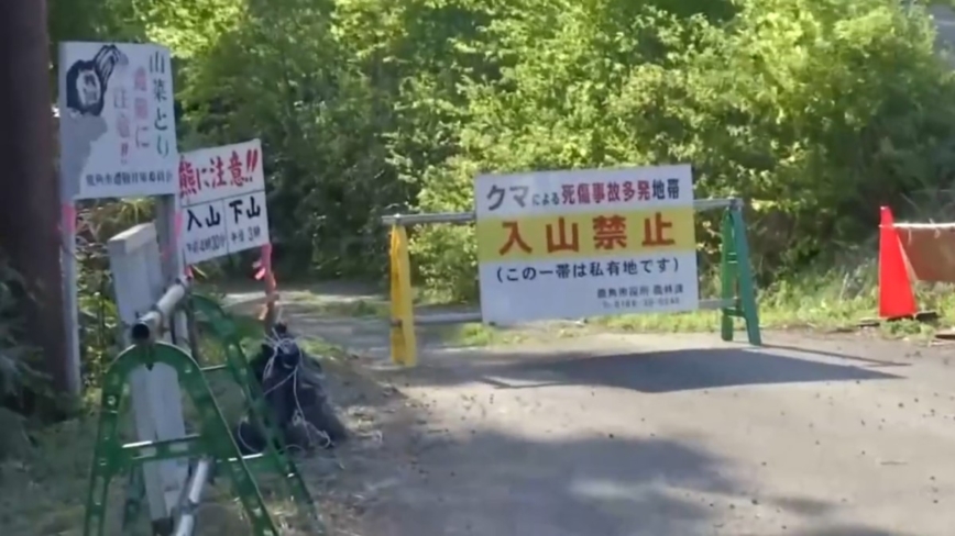 日本秋田县熊“袭警”   两警察受重伤