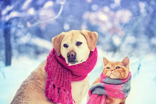 pet in winter
