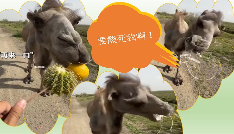 新疆一只骆驼吃下柠檬后，疯狂甩头“大吐口水”。