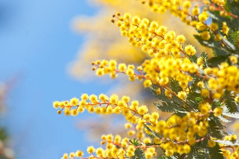 wattle flower